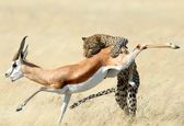 لحظه شکار آهو توسط پلنگ زبل+عکس