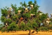کشوری که بزها روی درختانش راه می‌ روند! +عکس