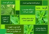 گیاه شگفتی ساز برای پایان ریزش مو و قند خون بالا