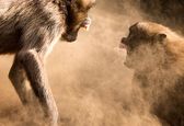 کشتی گرفتن میمون‌ها در یک گودال خاکی! +عکس