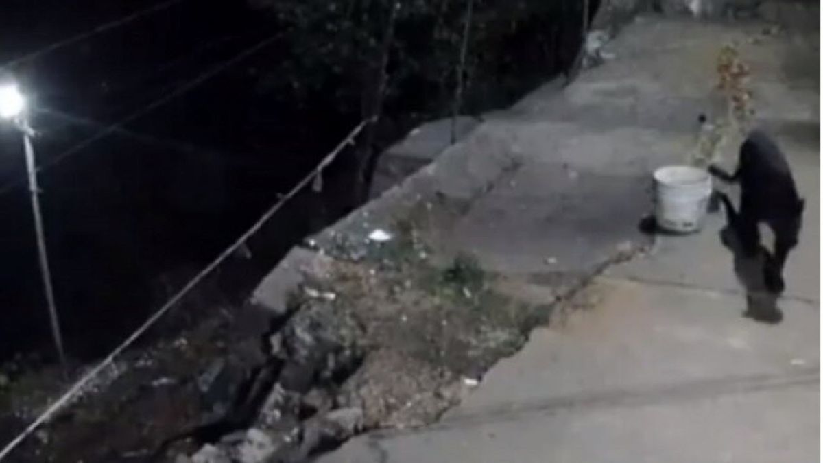 لحظه حمله مرگبار پلنگ سیاه به سگ خانگی!