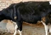 عکس جالب از گاو عجیب الخلقه در چین