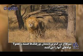 لحظه قتل بیرحمانه یوزپلنگ توسط شیر قوی هیکل +فیلم
