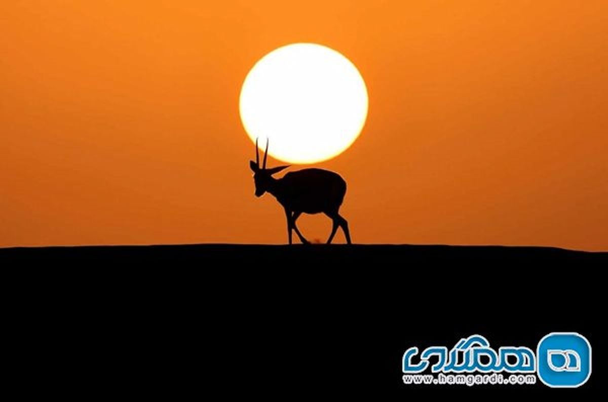 حمل مهتاب توسط غزال عربی! +عکس