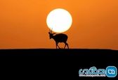 حمل مهتاب توسط غزال عربی! +عکس