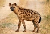 حمله هولناک کفتار به کودک در کلیسا