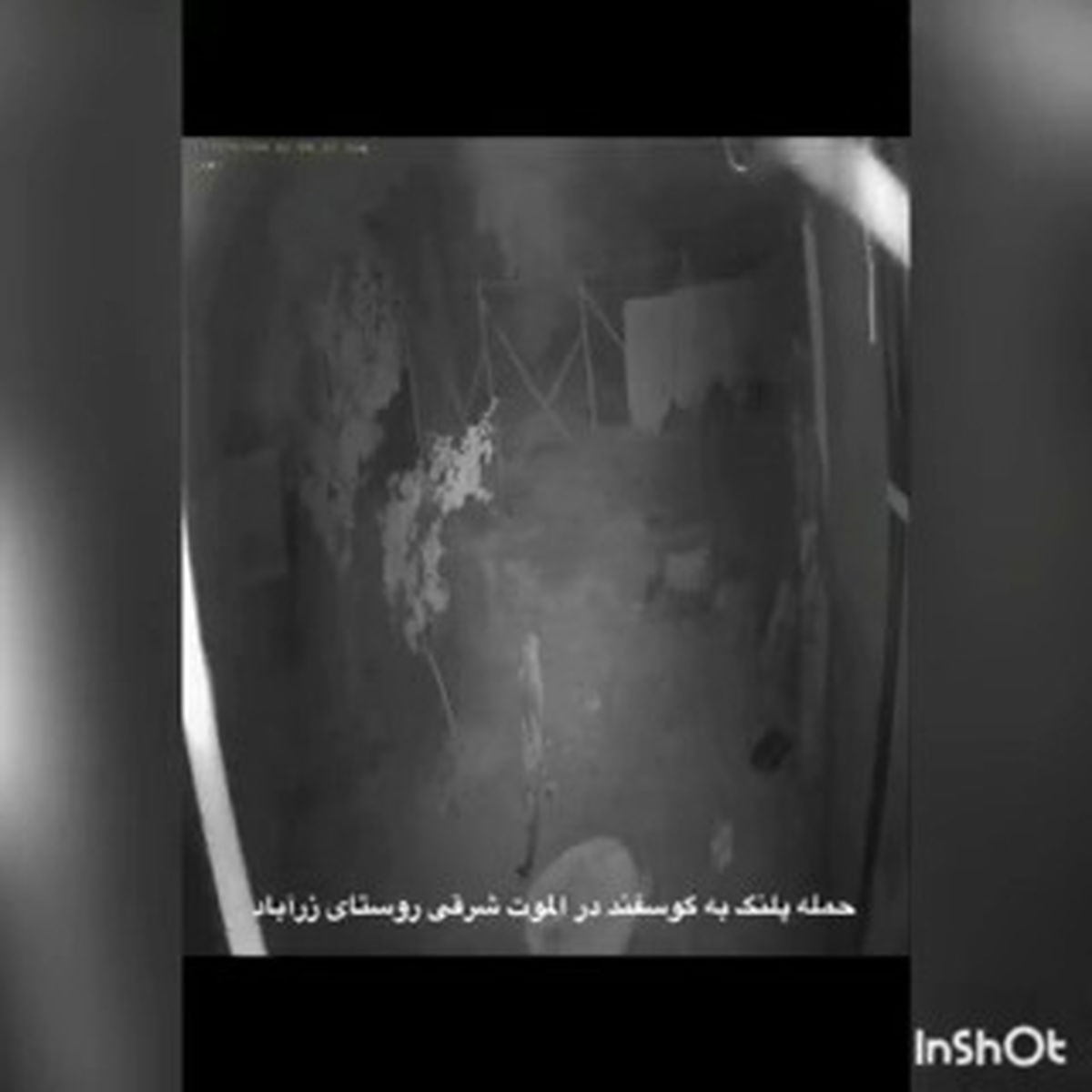 حمله پلنگ به روستایی در الموتی +فیلم