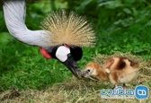جوجه درنای تاجدار در کنار مادرش +عکس