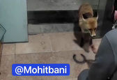 روباهی که هر روز سهمیه تخم مرغش را از مغازه دار میگیره! +عکس